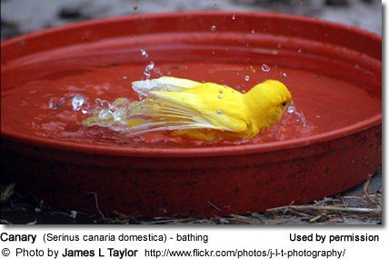 Canaries Small Songbirds In The Finch Family With Images