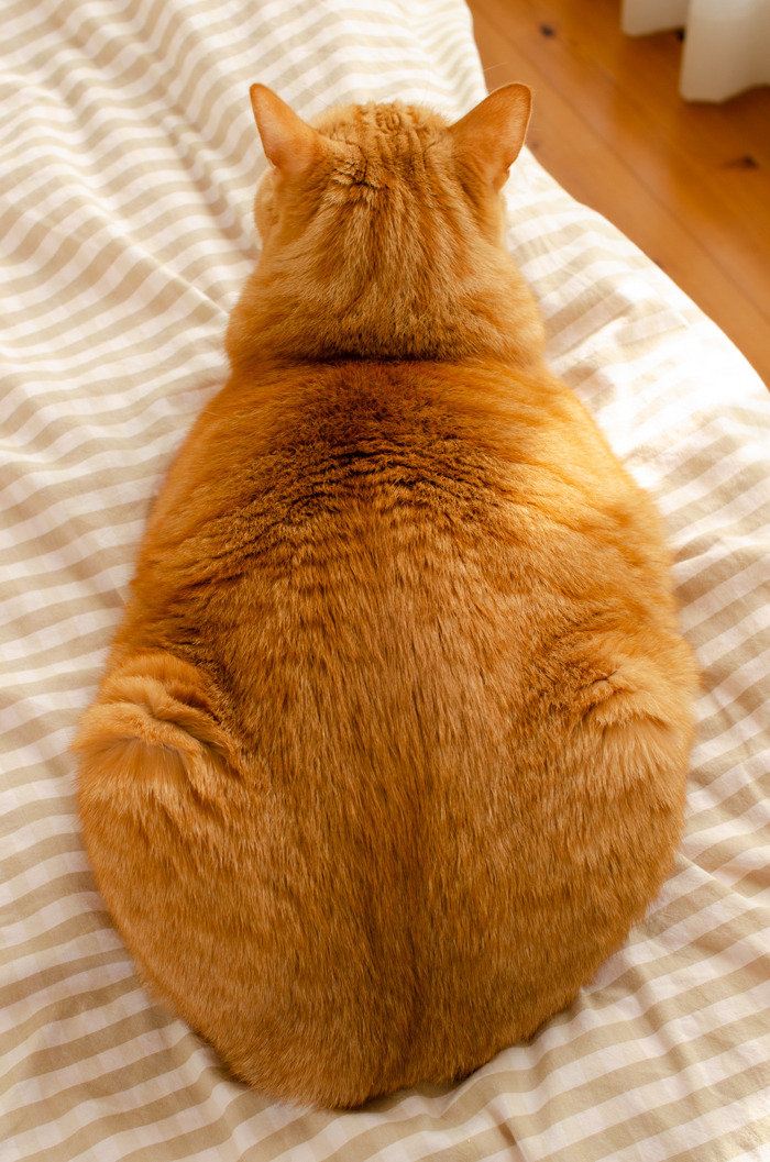 ぼくわちくわ 美しい猫 茶トラ猫 オレンジ色の猫 ぼくわちくわ 美しい猫 茶トラ猫 オレンジ色の猫