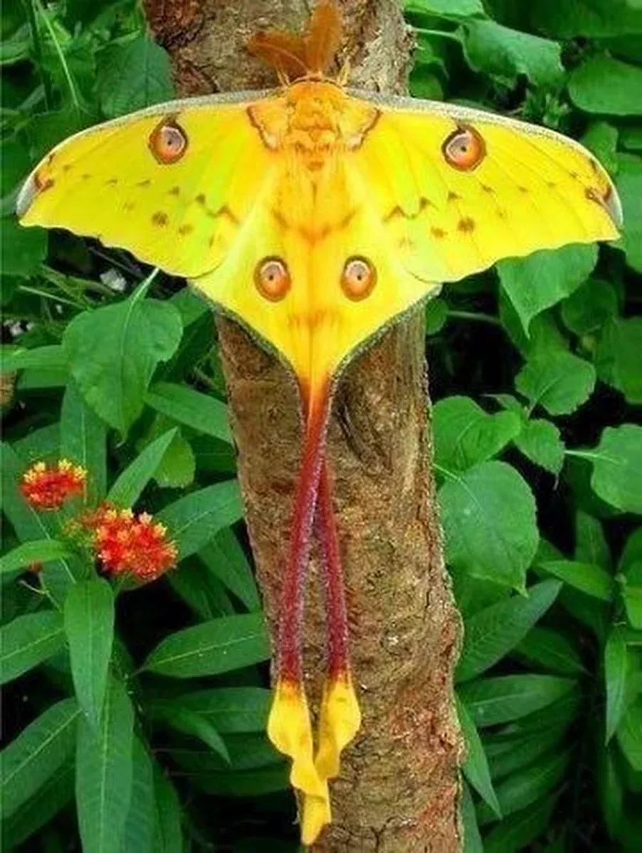 Impressive Beautiful Butterflies Pictures Nature Impressive Beautiful Butterflies Pictures Nature