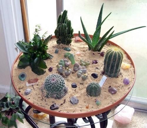 indoor cactus garden aquarium indoor cactus garden am slowly working on one of these these indoor cactus garden aquarium indoor cactus garden am slowly working on one of these these