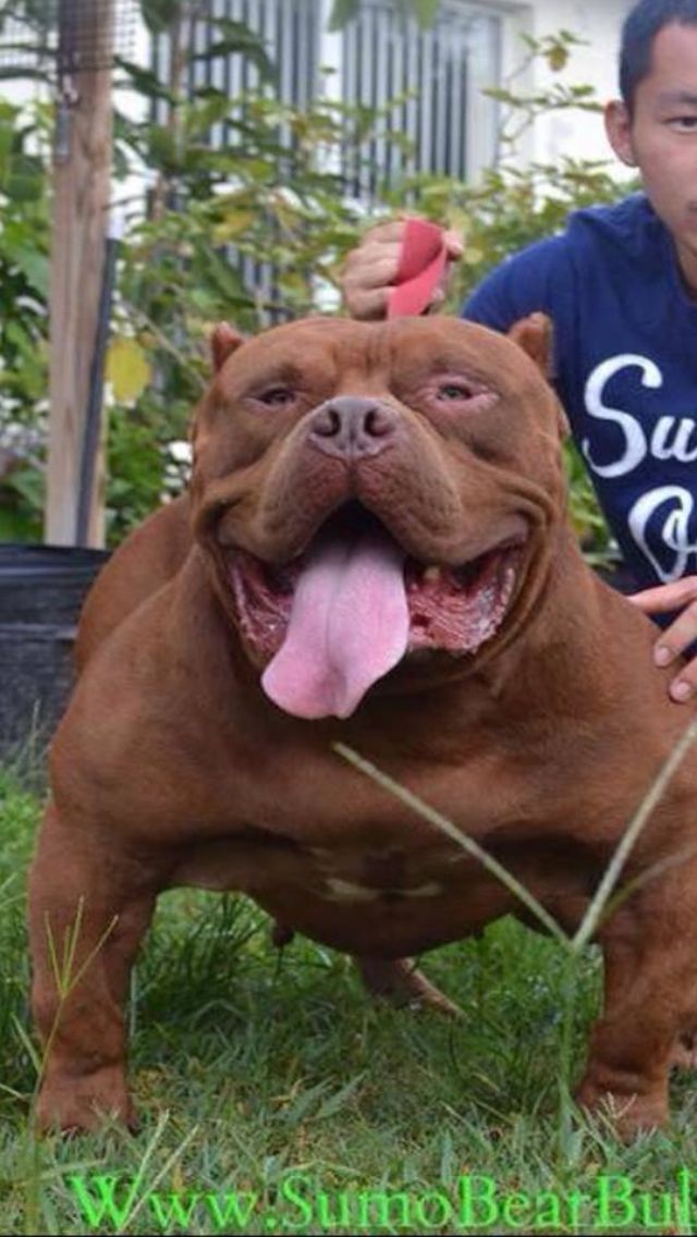 Pin On Pitbulls Are My