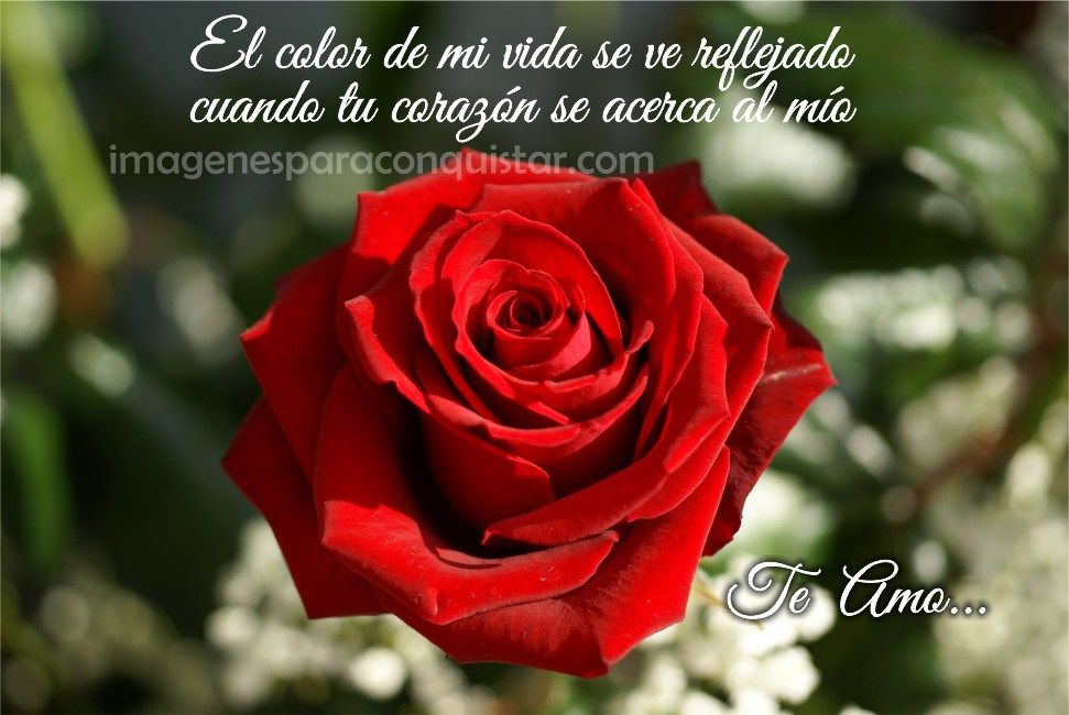 Imagenes De Rosas Con Versos De Amor Para Ella Hybrid Tea Roses Types Of Roses Tea Roses