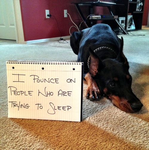 There Is No Shaming The Doberman The Doberman Is Without Shame