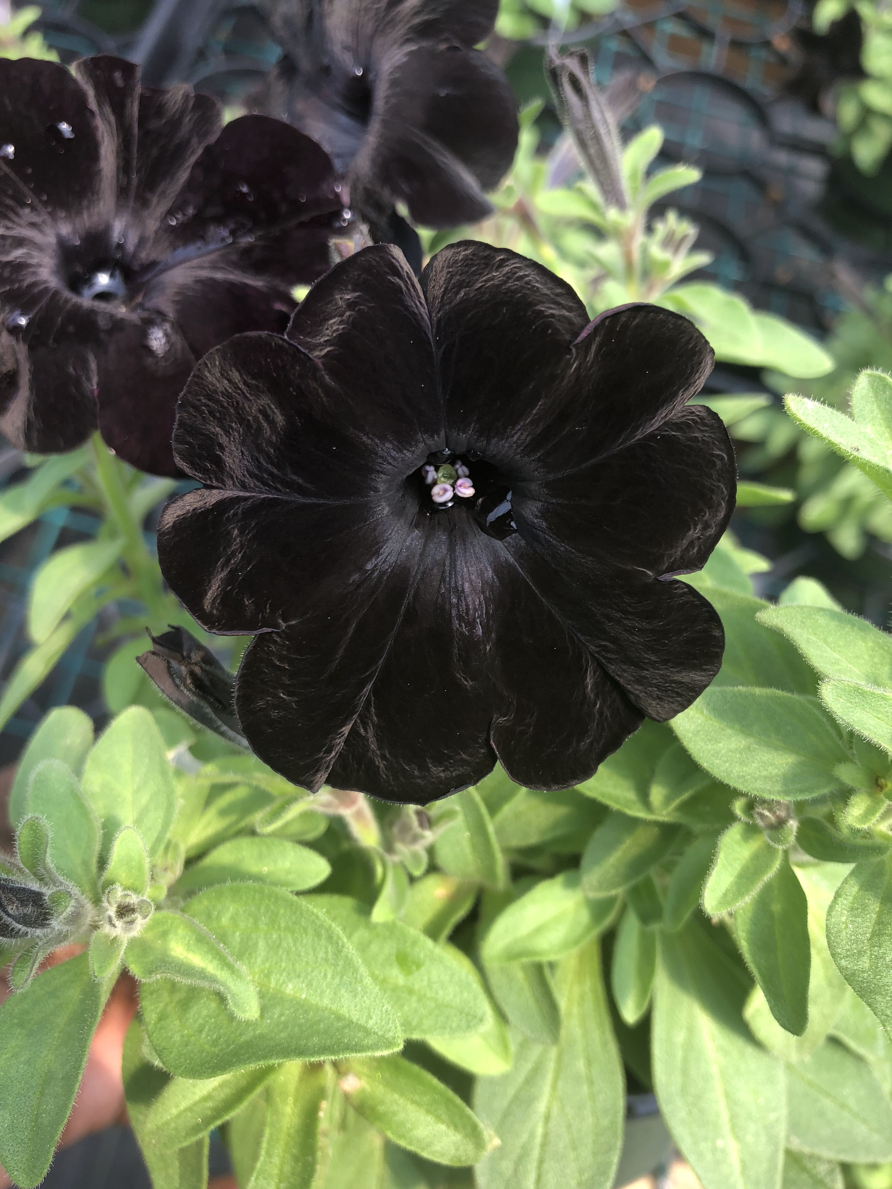 Black Petunia Pictures Will Never Do It Justice Black Petunia Pictures Will Never Do It Justice