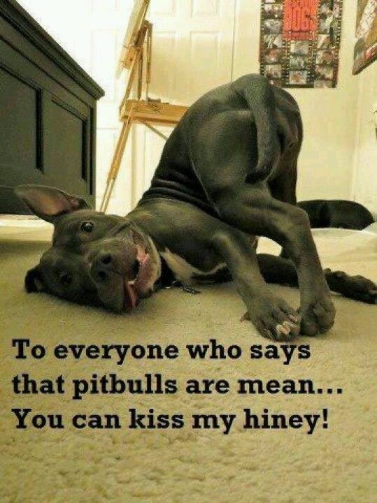 Ha To Everyone Who Says Pitdogs Are Mean Kiss My Hiney