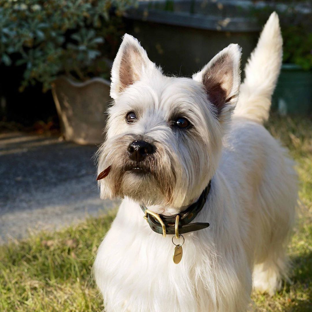 Pin By Martha Watson On Cairn Crazy Cairn Terrier Cute Animals