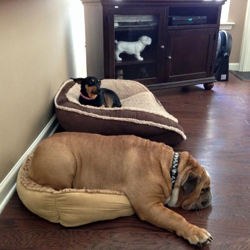 There Is Just Something About A Bed That Doesn T Fit It S