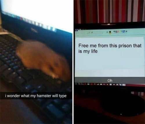 And This Cry For Hamster Help Funniest Snapchats Funny Pictures Memes