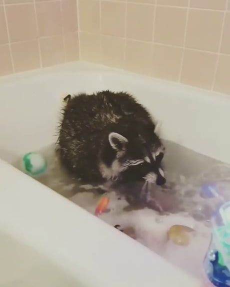 Raccoon takes a bubble bath Raccoon takes a bubble bath