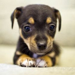 Adopt Mandy On Chihuahua Dogs Pomeranian Chihuahua Mix