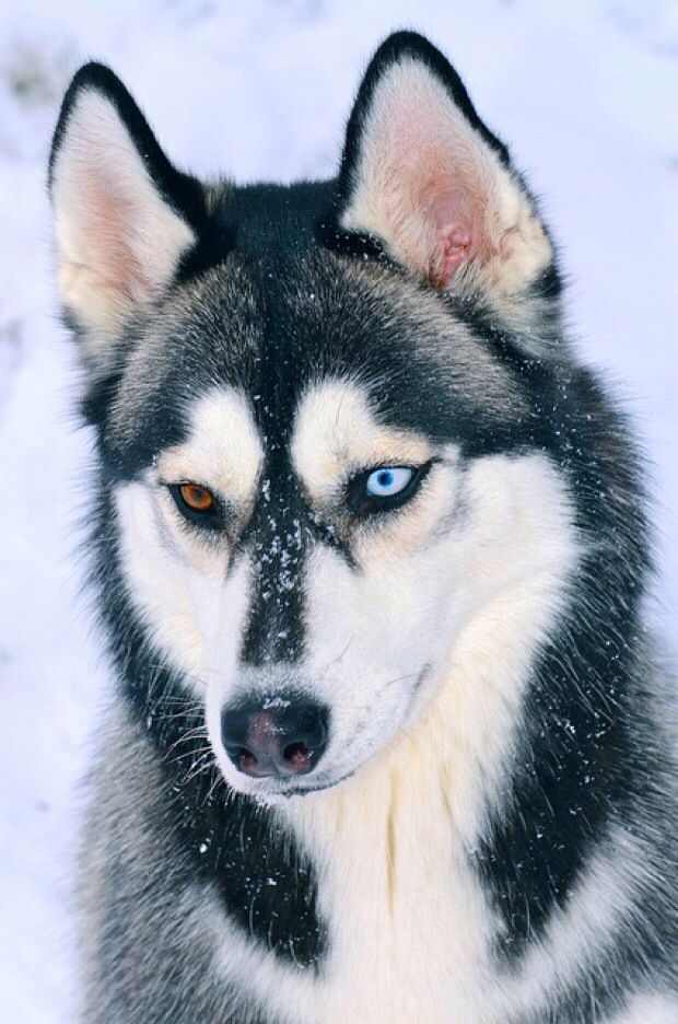 Huskies Are By Far The Most Beautiful Dogs Love The Different