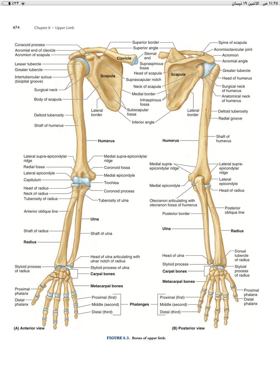 upper limb