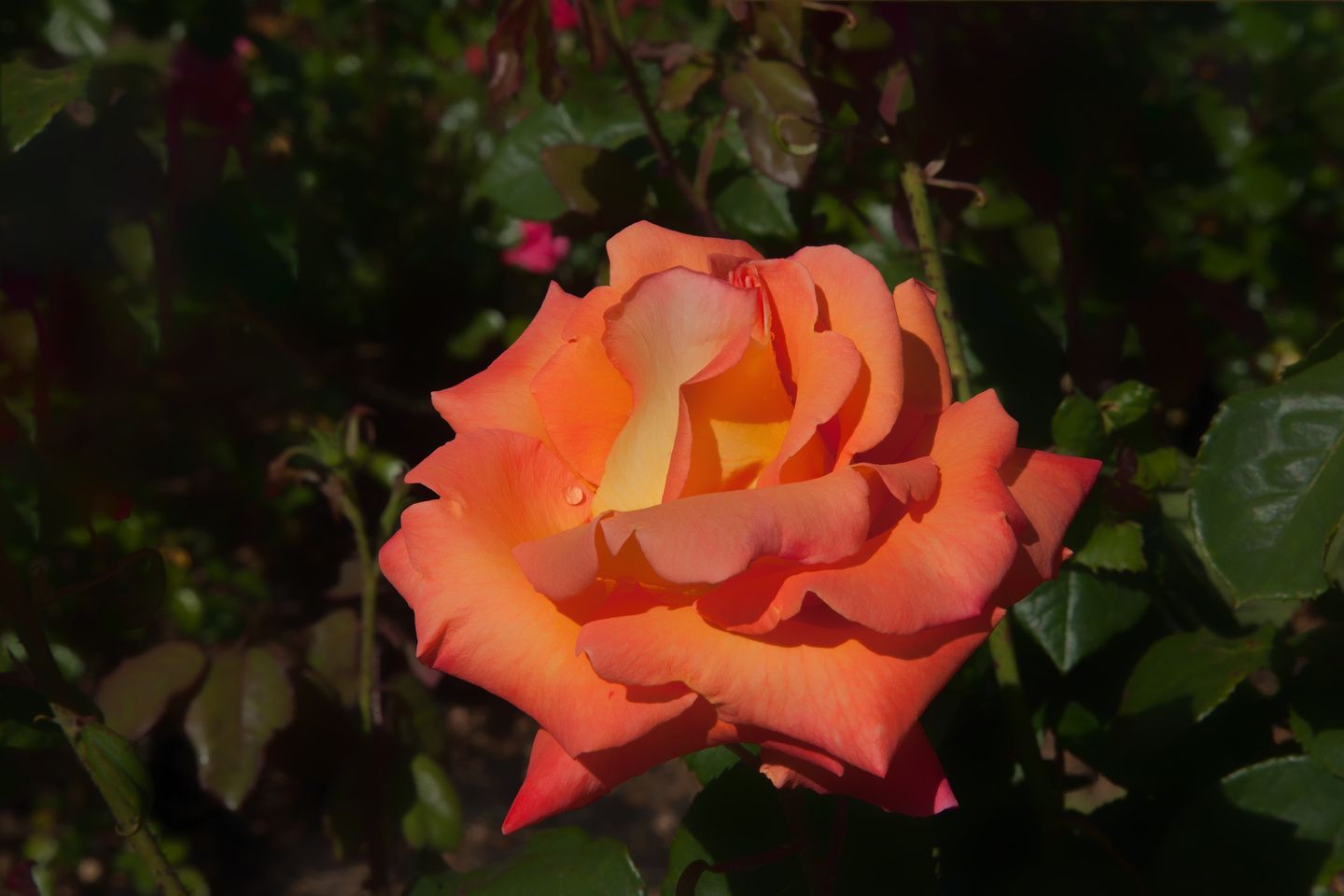 Caribbean™ Rose Photo Gallery Updated With More San Jose