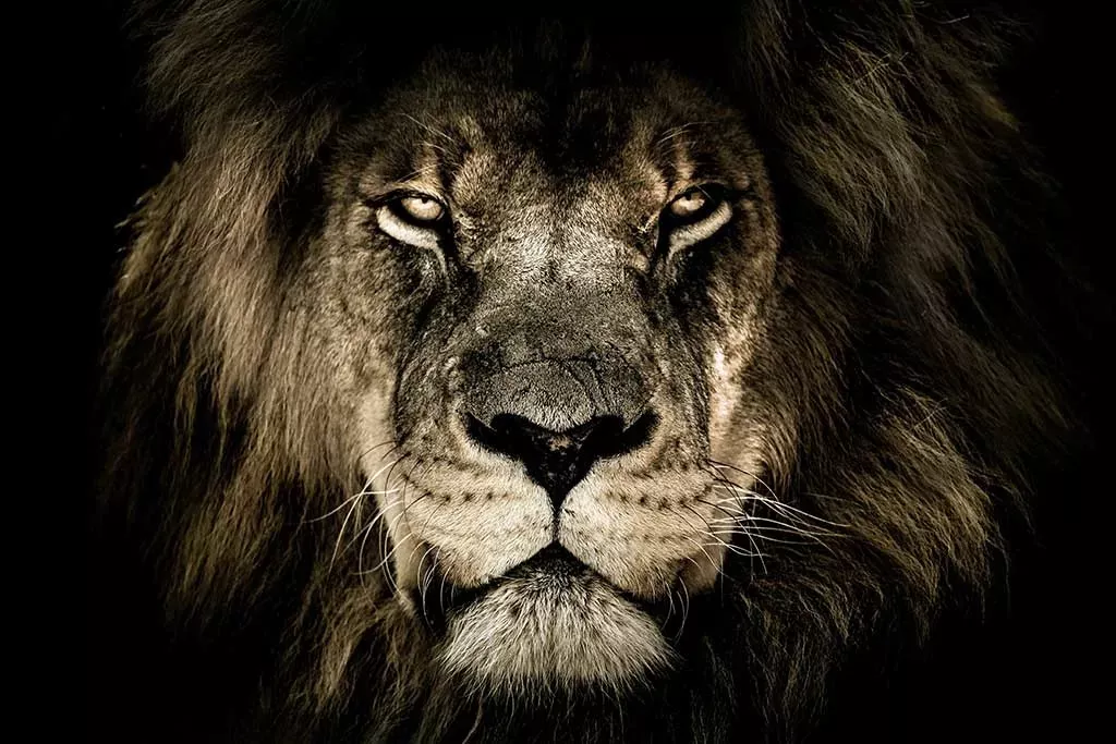 Power Trip, Drawing Wallpaper, Wallpaper Backgrounds, Wallpaper Ideas, Iphone Wallpapers, African Lion, Powerful Images, Foto Art, Din A4