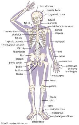 Win Min: Human Body Bones functions,Human Body bones Parts, Bones in