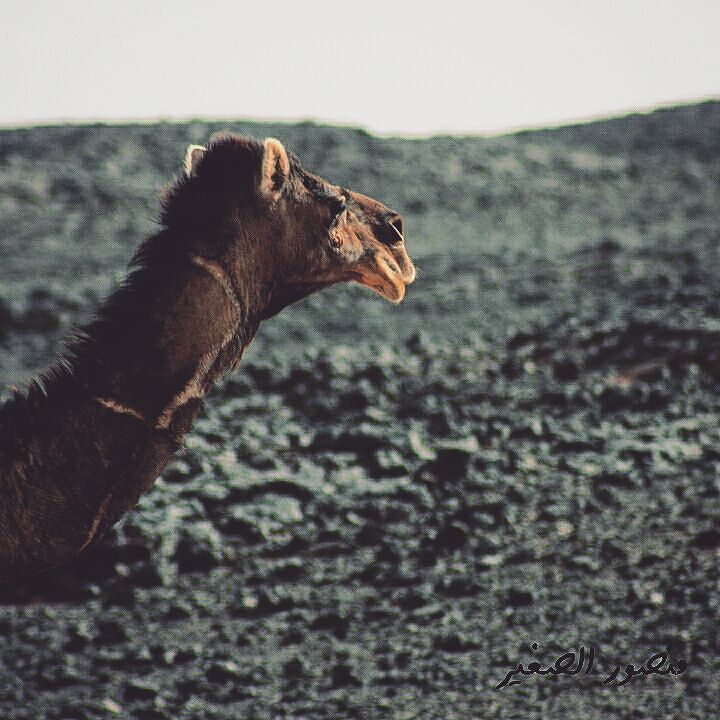 مدي ارقابك واشربي لرياحي وإن شاء الله بعد الشقا ترتاحي جبال الهاروج الأسود ليبيا Instagram Posts Instagram Brown Bear
