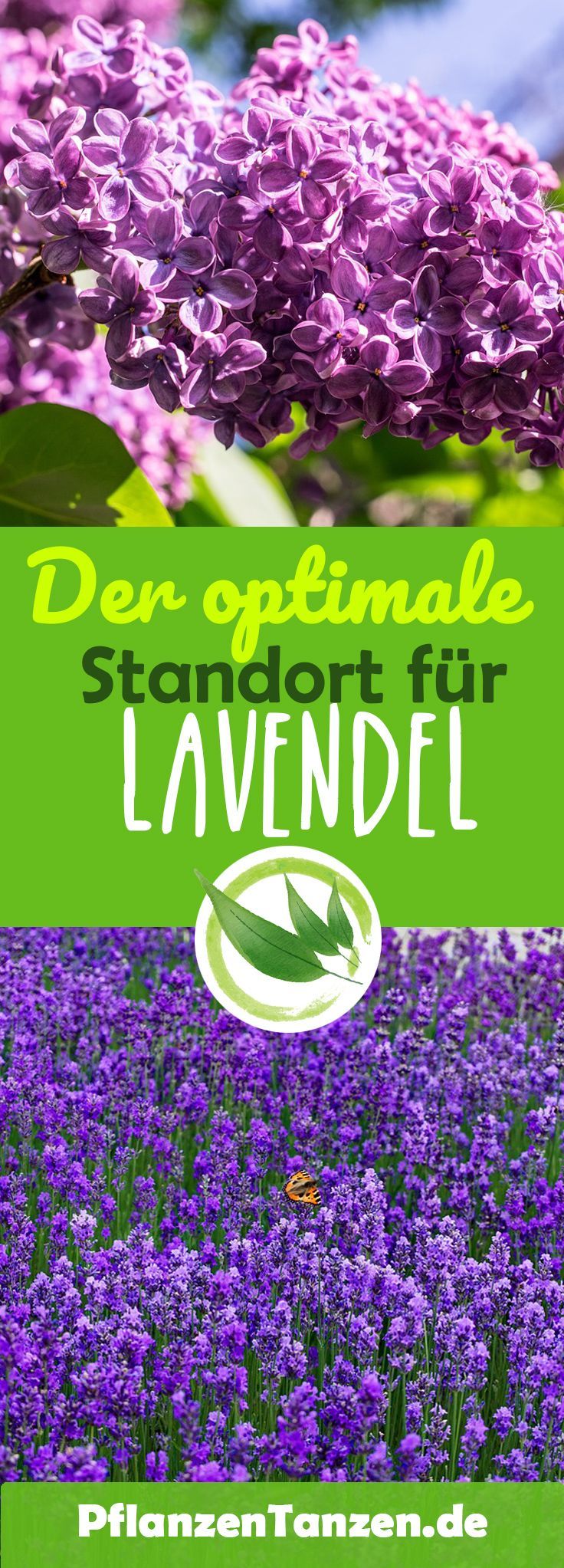 Lavendel Im Topf Pflegen Uberwintern Lavendel Der Nicht Winterhart Ist Kann An Einem Trockenen Und Unbeheizten Lavendel Im Topf Lavendel Lavendel Pflanzen