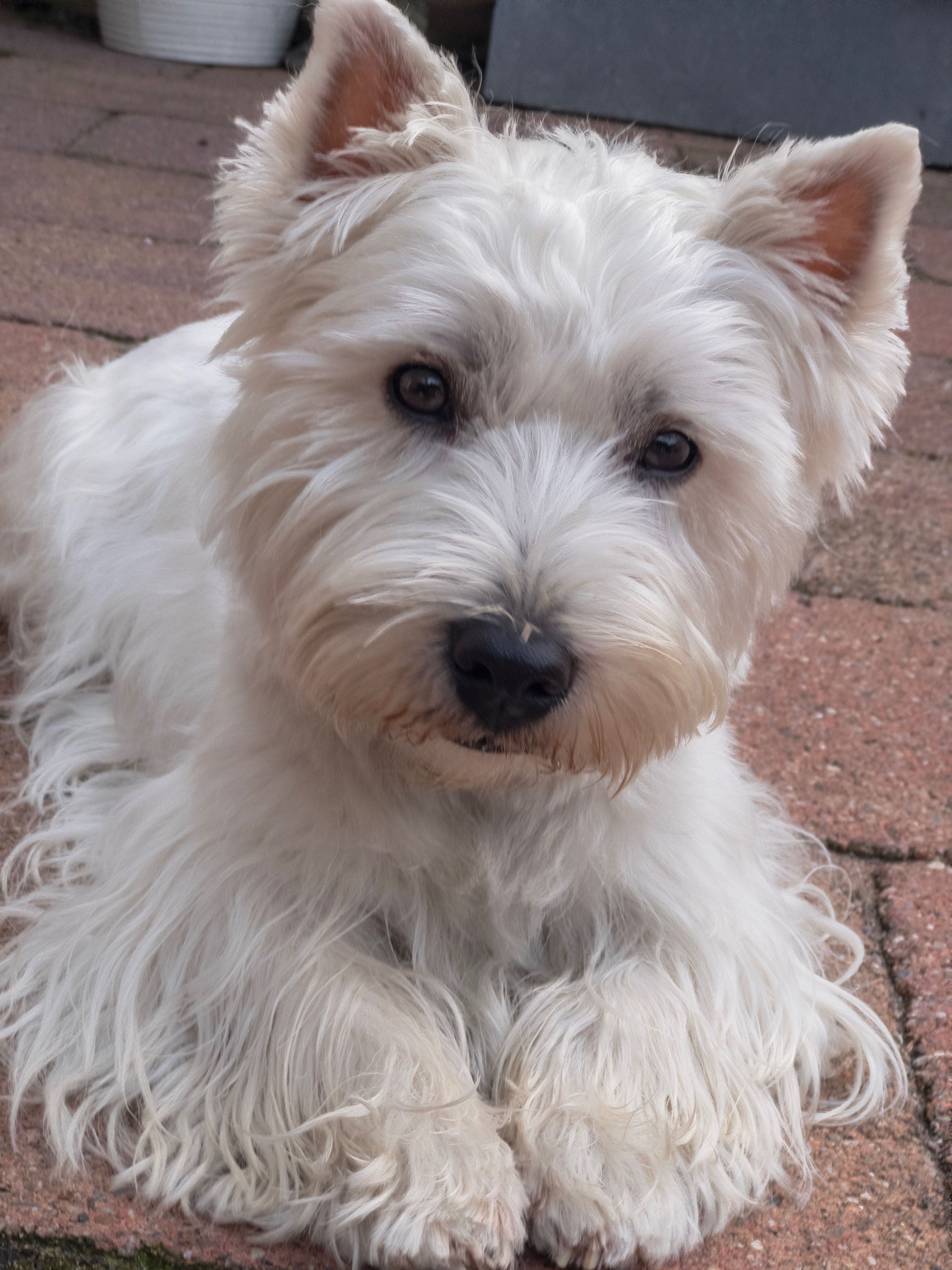 Teun My Sweet Westie Friend Westies West Highland Terrier