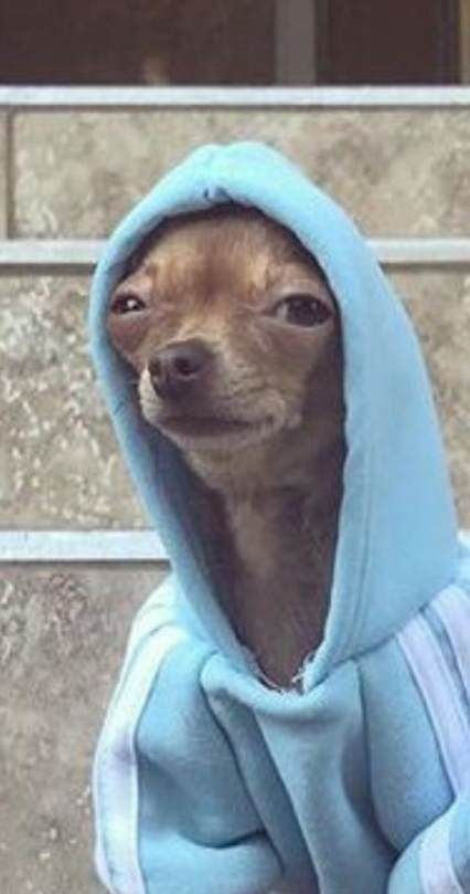 Saga : Amor accidental . -mmm - me removí entre las sábanas pe… #hombrelobo # Hombre lobo # amreading # books # wattpad Funny Dog Faces, Memes Funny Faces, Funny Dogs, Cute Dogs, Funny Face Photo, Funny Puppies, Cute Dog Pic, Funny Mugshots, Funny Chihuahua