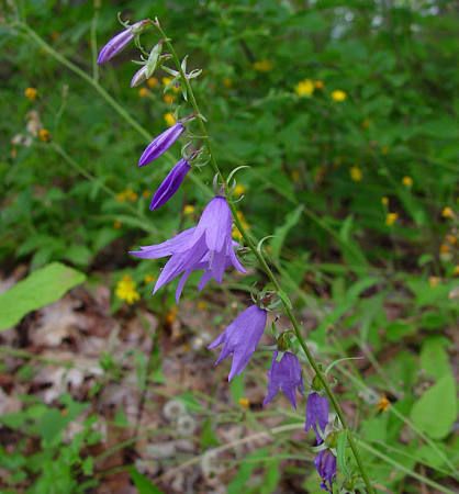 Family Campanulaceae Common Name Narrow Leaved Bellflower Purple Flowers Plant Classification Hardy Perennial Hardy Perennials Purple Garden Flower Garden