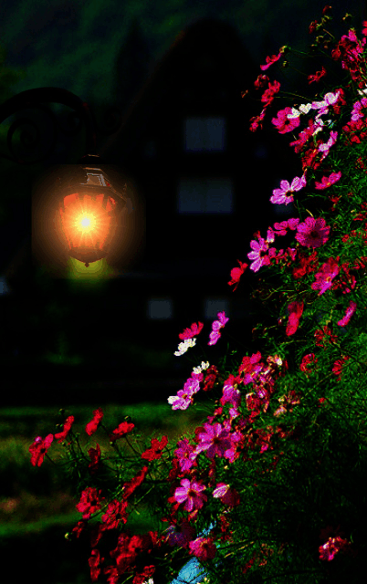 Unique Good Night Images With Flowers Gif , twistequill
