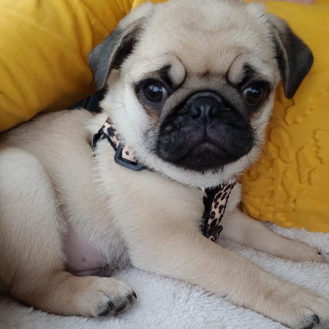 Pug Crazy For Nachothapug Puglovers Pugnation