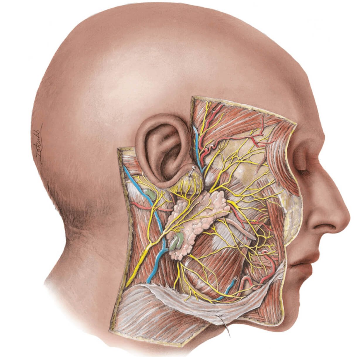 Нервы околоушной железы