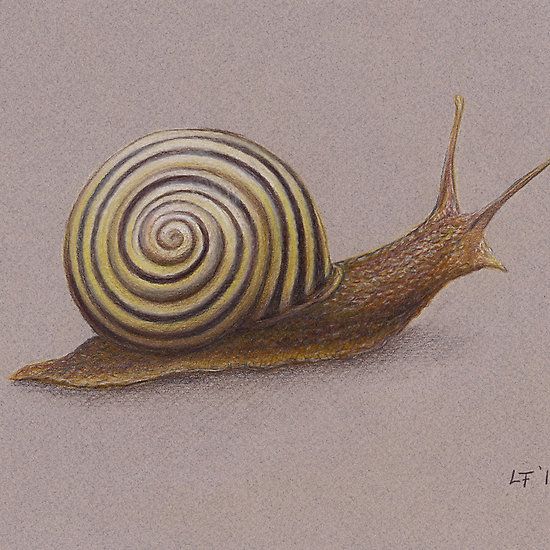 ‘The Snail’ by Lars Furtwaengler ‘The Snail’ by Lars Furtwaengler