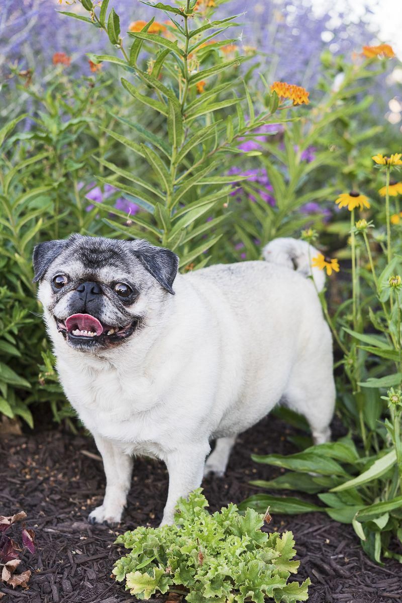 Stunning Dog Training Your Dog Cute Pugs
