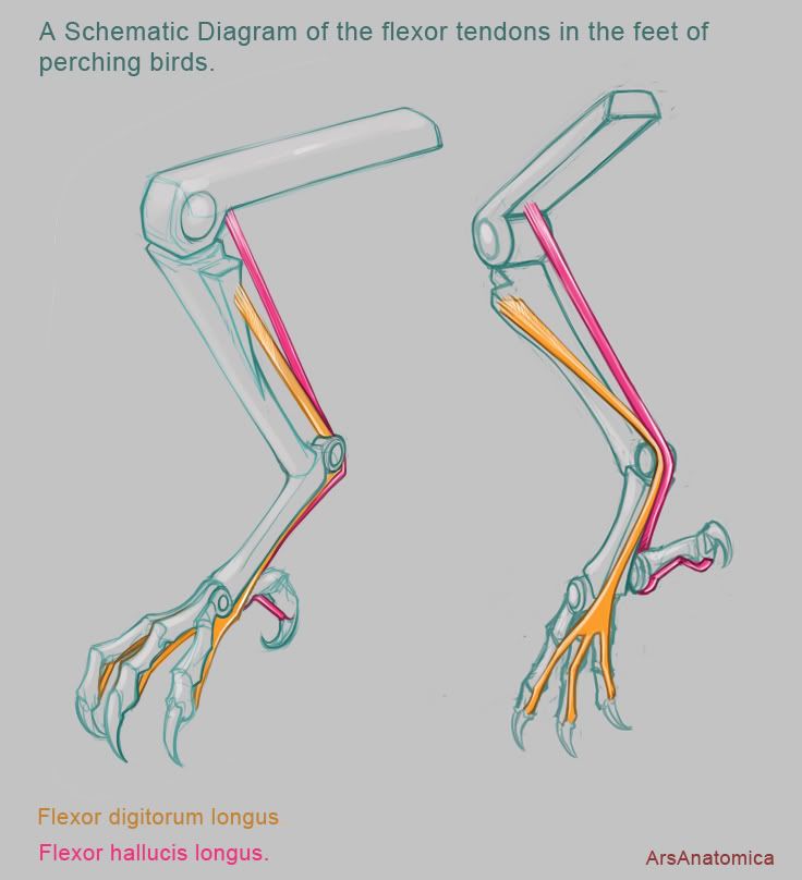 It's just a graphic of Magic Bird Legs Drawing It's just a graphic of Magic Bird Legs Drawing