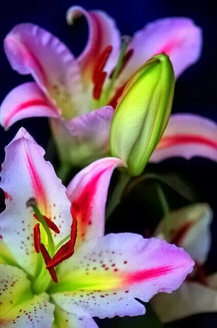 Stargazer Lilies エキゾチックな花 きれいな花 美しい花 Stargazer Lilies エキゾチックな花 きれいな花 美しい花