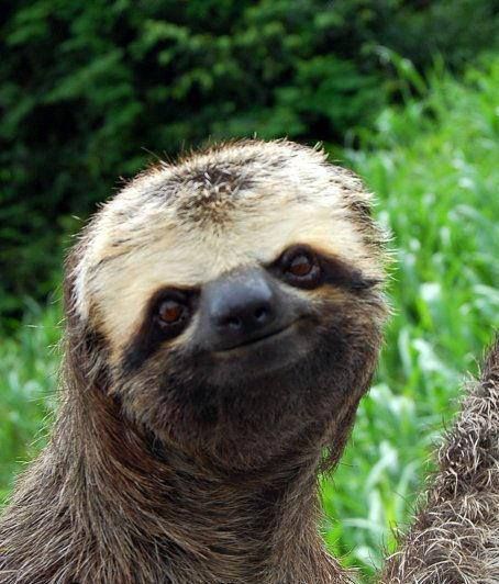 Avoir Images Paresseux Souriant Avec Images Paresseux Animaux Mignons le plus cool salutations