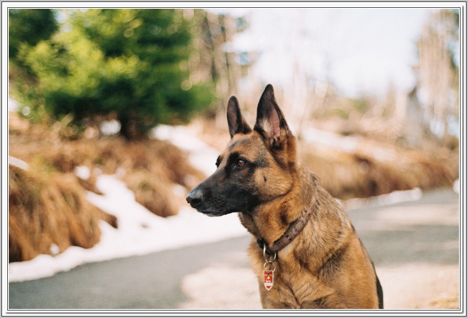 Repairing Problems Related To Dogs My Four Legged Pal German