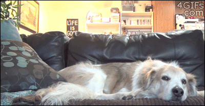 flirting memes sarcastic gif quotes for animals flirting memes sarcastic gif quotes for animals