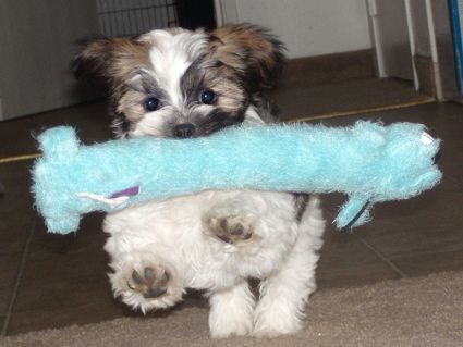 Malshi Maltese X Shih Tzu Somebodies Little Delight I M Sure