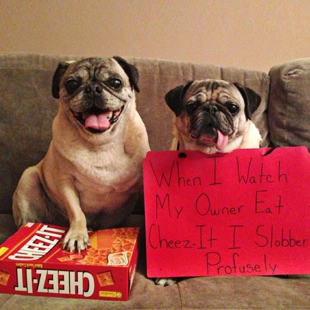 Cheez It S Funny Images Cheez It Funny