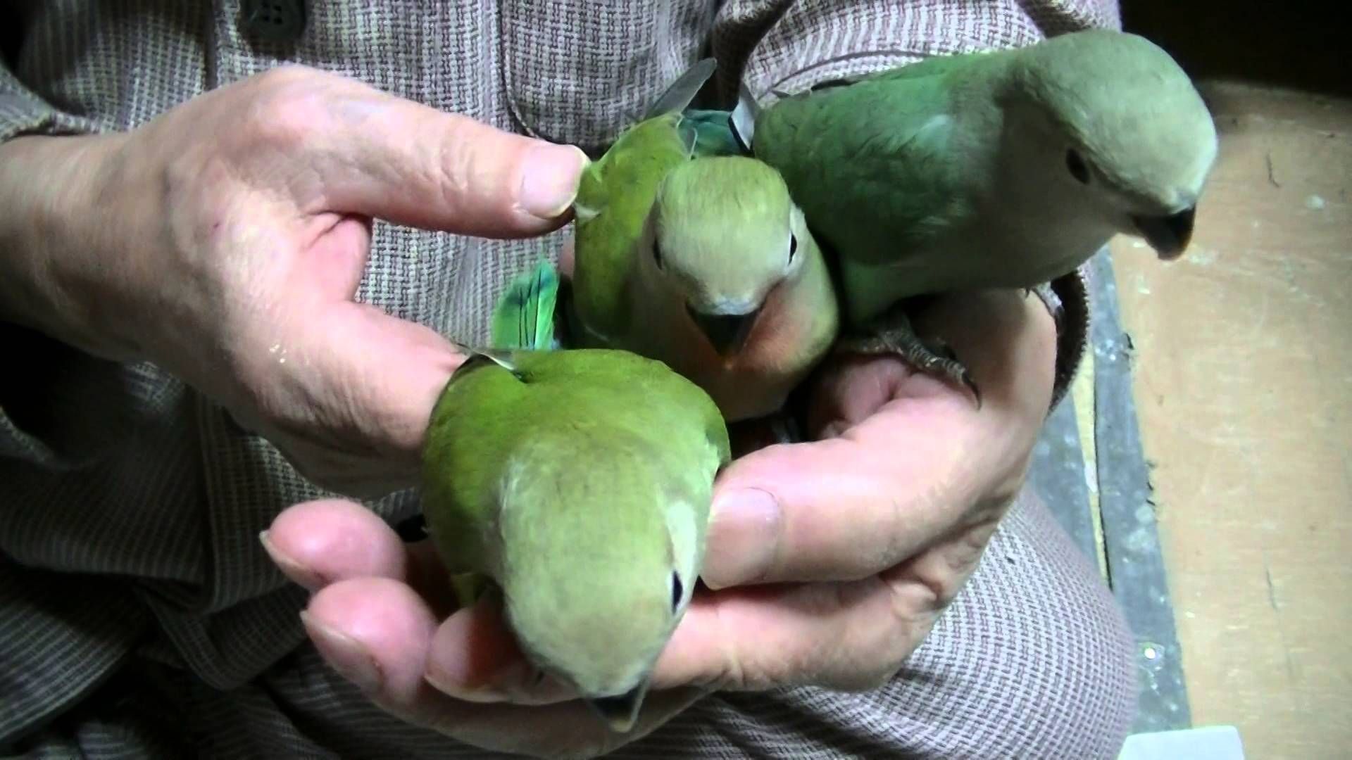 福岡県手乗りインコ小鳥販売店ペットミッキン コザクラインコのヒナ達 フクロウの鳴き声入り 福岡 佐賀市 八幡 小倉 小郡市 フクロウ 八幡 インコ 福岡県手乗りインコ小鳥販売店ペットミッキン コザクラインコのヒナ達 フクロウの鳴き声入り 福岡 佐賀市 八幡 小倉 小郡市 フクロウ 八幡 インコ