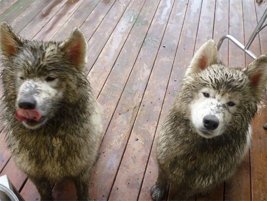 Bad Habits And Training With Images Samoyed Sleeping Dogs Dogs
