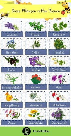 Bienenfreundliche Pflanzen: Top 10 – Plantura Bienenfreundliche Pflanzen: Top 10 – Plantura