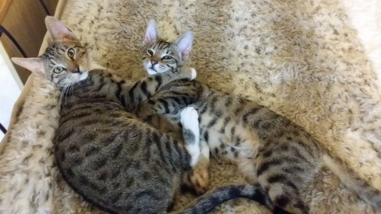 serval cat for sale near me