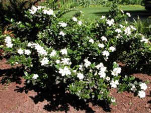 Dwarf Gardenia On Either Side Of Front Door Fragrant Garden