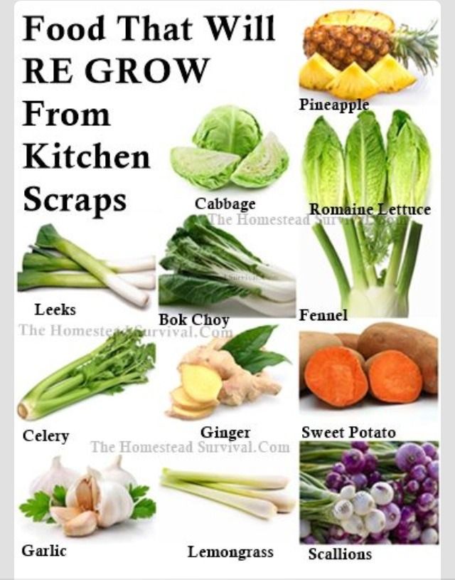 25 Foods That You Can Regrow From Kitchen Scraps ????