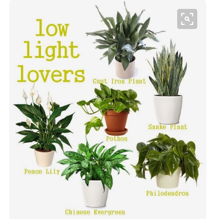 Low Light Indoor Plants Gardening Low Light Indoor Plants