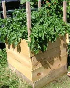 Otthon vidéken: Krumpli torony- burgonyatermesztés a városban, erkélyen Gardening Tips, Potato Towers, Mud, Farm, Outdoor Structures, Joyce, Plants, Songs, Info