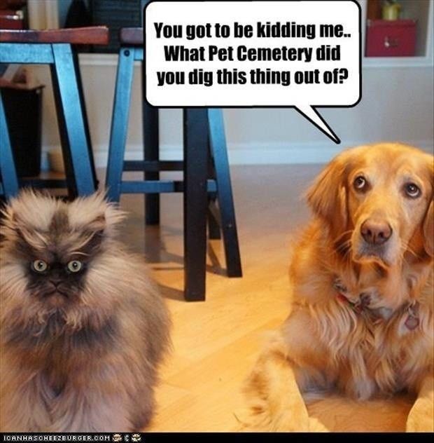Forget The Dumb Speech Bubble Just Stare At That Cat Funny
