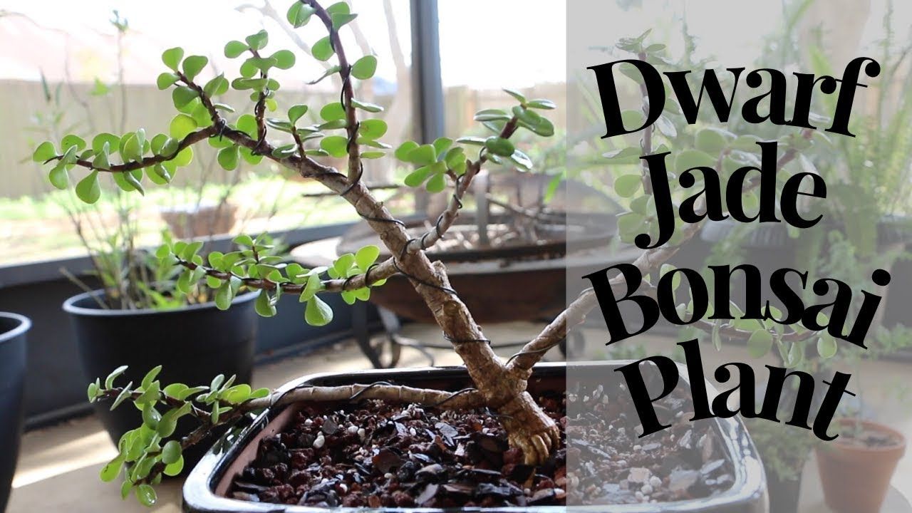 Dwarf Jade Bonsai Techniques Jade Bonsai Bonsai Techniques Jade Plant Bonsai