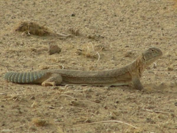 Native Animals Of The Thar Desert Lizard Animals Uromastyx native-animals-of-the-thar-desert-lizard-animals-uromastyx