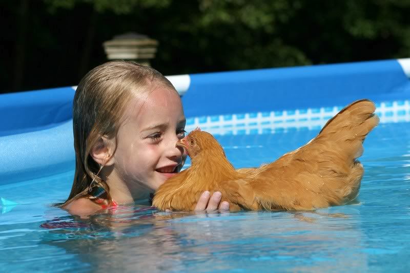 Madeline swimming with her pet chicken. | Swimming chicken, P