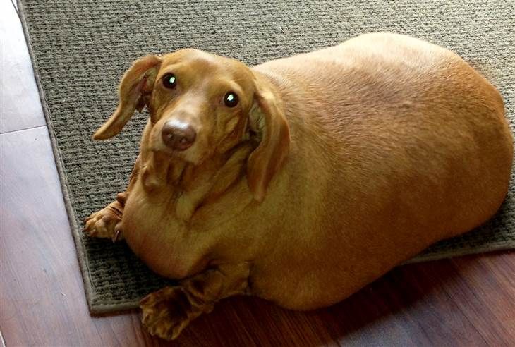 Dachshund On A Diet Obese Pup Loses 80 Percent Of Body Weight