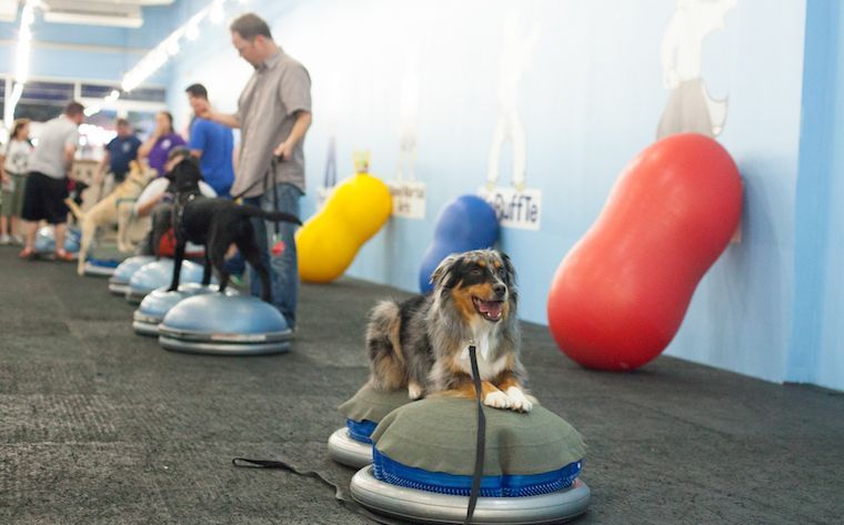 The Martial Arfs Long Island Dog Obedience Training